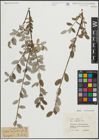 Foto von Salix repens subsp. argentea (Sm.) G. Camus & A. Camus